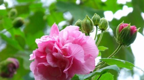 表示喜欢的花花语是什么意思？喜欢的花有哪些？