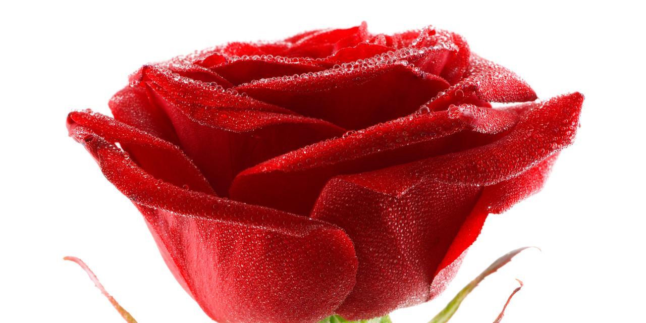 红色玫瑰花的象征意义（玫瑰花之语与情感表达）