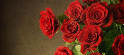 红色玫瑰花的象征意义（玫瑰花之语与情感表达）