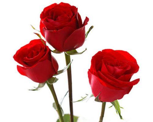 红色玫瑰花的象征意义（玫瑰花之语与情感表达）