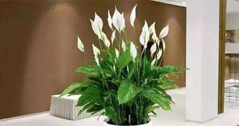 如意喜阴还是喜阳？如何判断植物的光照需求？