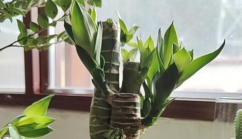 如意喜阴还是喜阳？如何判断植物的光照需求？