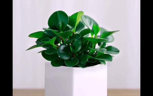 如意喜阴还是喜阳？如何判断植物的光照需求？