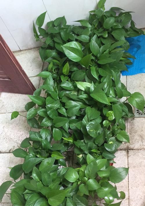 绿萝花语,自然与繁荣的象征(探索绿萝花语的深层意义) 绿萝花语,自然与繁荣的象征(探索绿萝花语的深层意义)