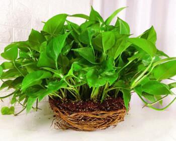 绿萝花语,自然与繁荣的象征(探索绿萝花语的深层意义) 绿萝花语,自然与繁荣的象征(探索绿萝花语的深层意义)