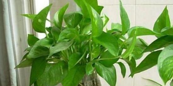 绿萝花语,自然与繁荣的象征(探索绿萝花语的深层意义) 绿萝花语,自然与繁荣的象征(探索绿萝花语的深层意义)