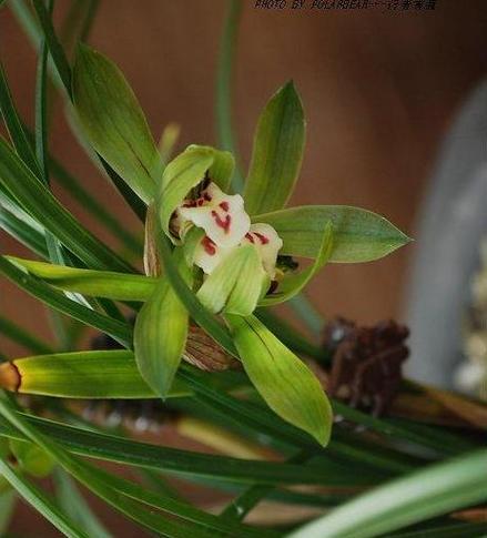 兰花的花语与象征意义(美丽)