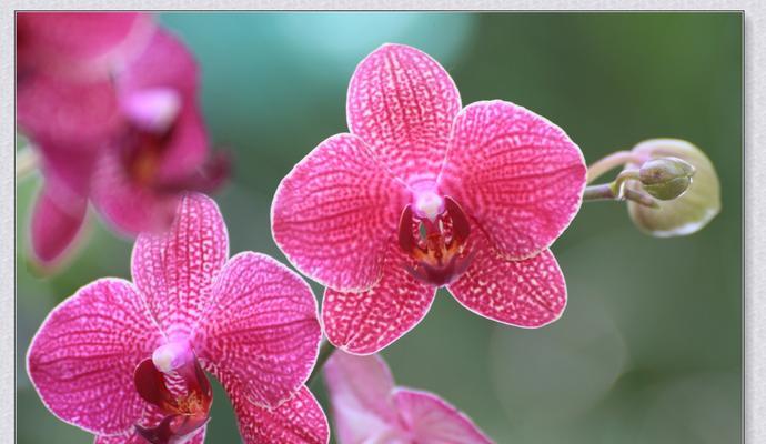 兰花的花语与象征意义（美丽）