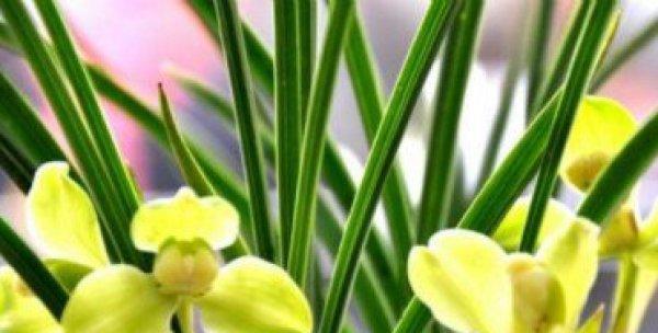 兰花的花语与象征意义（美丽）