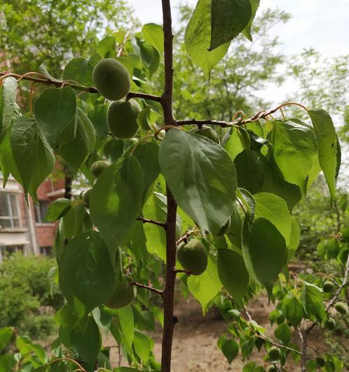 杏树几月开花结果？什么时候开花结果？