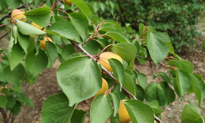 杏树几月开花结果？什么时候开花结果？
