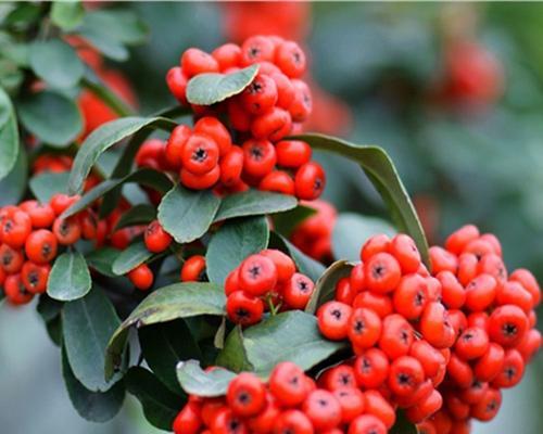 火棘的果实有毒吗?食用安全性和潜在风险解析? 火棘的果实有毒吗?食用安全性和潜在风险解析?