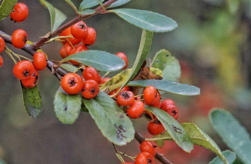 火棘的果实有毒吗?食用安全性和潜在风险解析? 火棘的果实有毒吗?食用安全性和潜在风险解析?