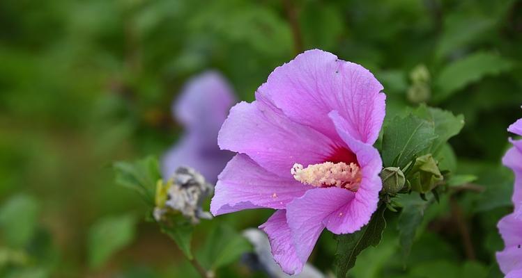 木瑾花（木瑾花的神秘之美与独特象征意义）