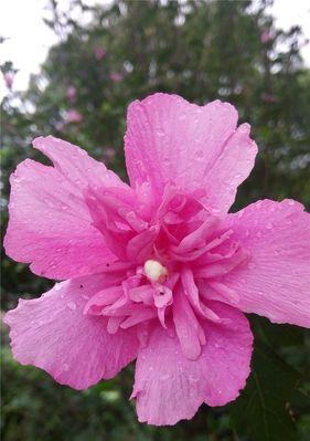 木瑾花（木瑾花的神秘之美与独特象征意义）