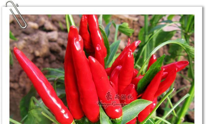 朝天椒是多年生植物吗？朝天椒的生长周期和特点是什么？