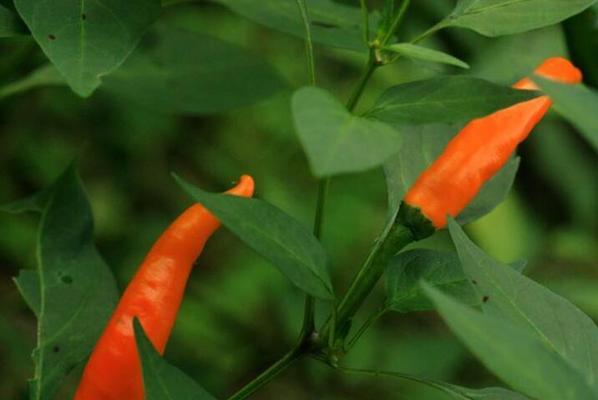 朝天椒是多年生植物吗？朝天椒的生长周期和特点是什么？