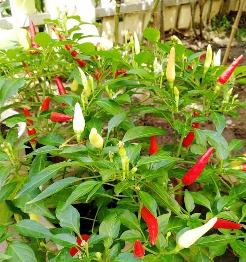 朝天椒是多年生植物吗？朝天椒的生长周期和特点是什么？