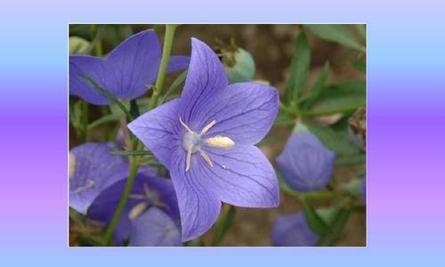 桔梗花语的多彩世界（探索桔梗花的意义与象征）