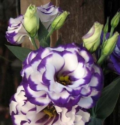 桔梗花语的多彩世界（探索桔梗花的意义与象征）