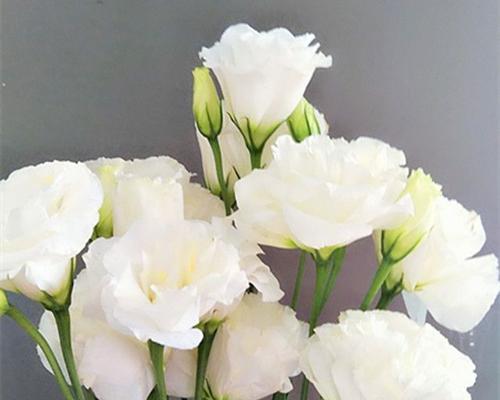 桔梗花语的多彩世界（探索桔梗花的意义与象征）