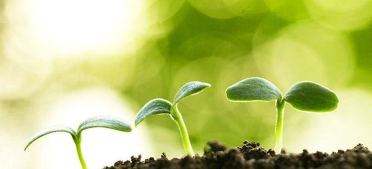 农作物的生长过程是怎样的？常见问题有哪些？