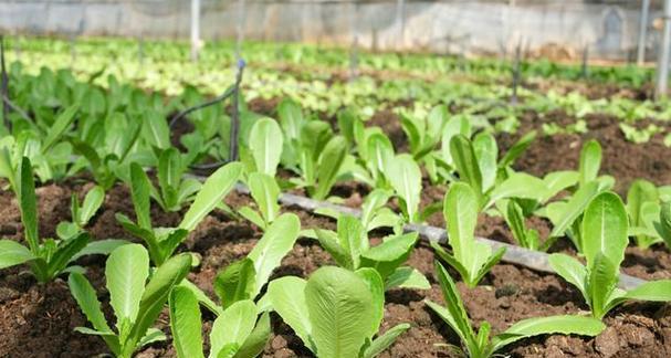 农作物的生长过程是怎样的？常见问题有哪些？