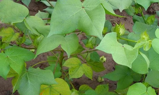 农作物的生长过程是怎样的？常见问题有哪些？