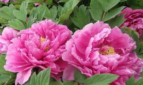 牡丹开花的象征意义(传承千年的华美与寓意) 牡丹开花的象征意义(传承千年的华美与寓意)