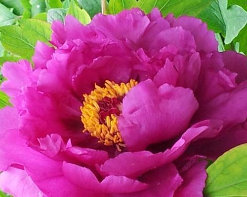 牡丹开花的象征意义(传承千年的华美与寓意) 牡丹开花的象征意义(传承千年的华美与寓意)