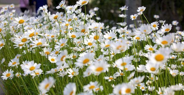 杭白菊最佳开花时间是什么时候？如何确保花开茂盛？