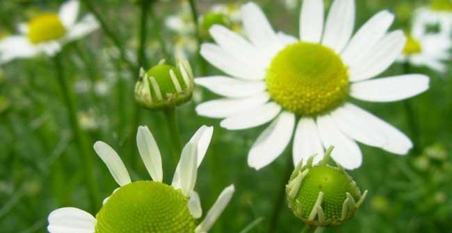 杭白菊最佳开花时间是什么时候？如何确保花开茂盛？