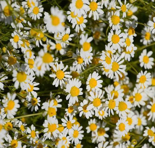 杭白菊最佳开花时间是什么时候？如何确保花开茂盛？