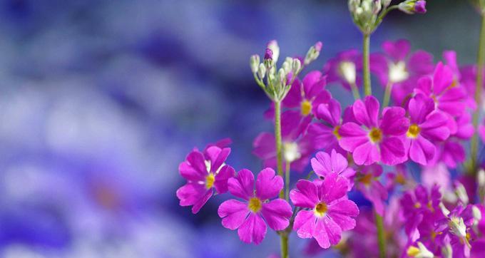 樱花草的花语与寓意（樱花草）