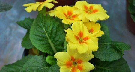 樱花草的花语与寓意（樱花草）