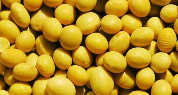 黄豆作为肥料的使用方法和效果如何? 黄豆作为肥料的使用方法和效果如何?