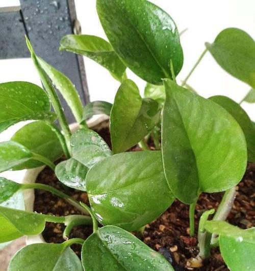 黄豆作为肥料的使用方法和效果如何? 黄豆作为肥料的使用方法和效果如何?