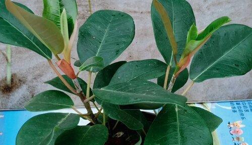 榕树花(探寻榕树花的深层含义) 榕树花(探寻榕树花的深层含义)