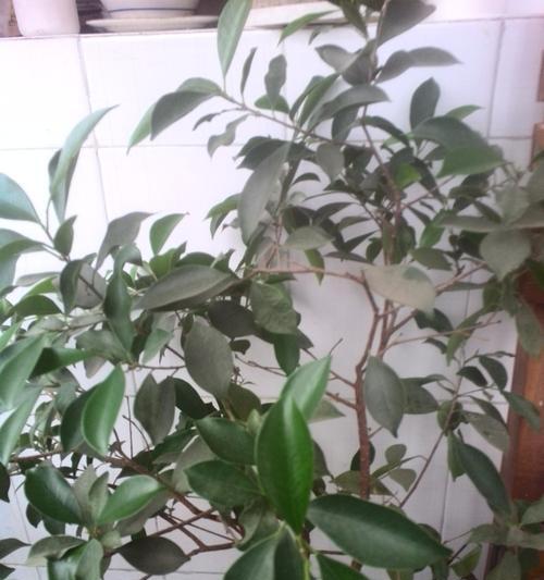 榕树花(探寻榕树花的深层含义) 榕树花(探寻榕树花的深层含义)