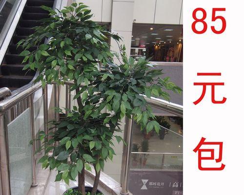 榕树花(探寻榕树花的深层含义) 榕树花(探寻榕树花的深层含义)