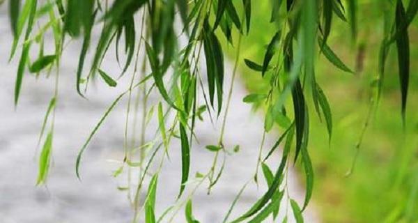 柳树属于被子植物吗？柳树的分类特征是什么？