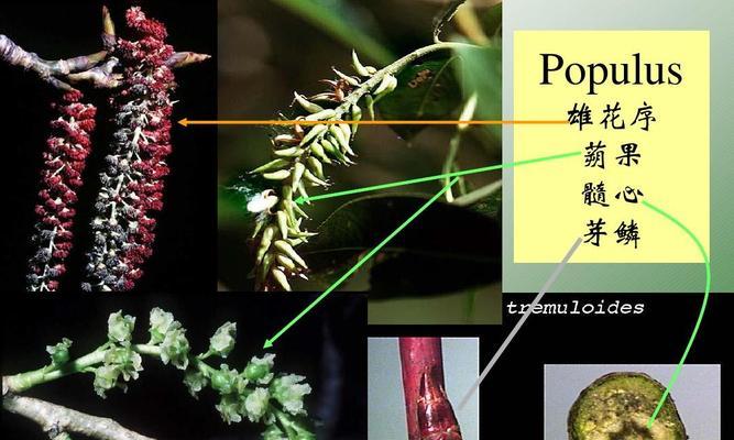 柳树属于被子植物吗？柳树的分类特征是什么？