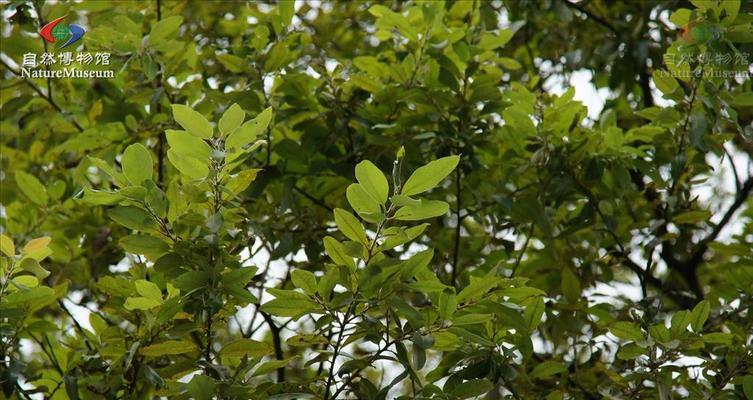 柳树属于被子植物吗？柳树的分类特征是什么？