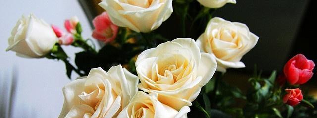 香槟玫瑰的寓意与象征（探寻香槟玫瑰的深层内涵）