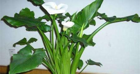 马蹄莲春天种植的条件是什么?如何正确种植马蹄莲? 马蹄莲春天种植的条件是什么?如何正确种植马蹄莲?