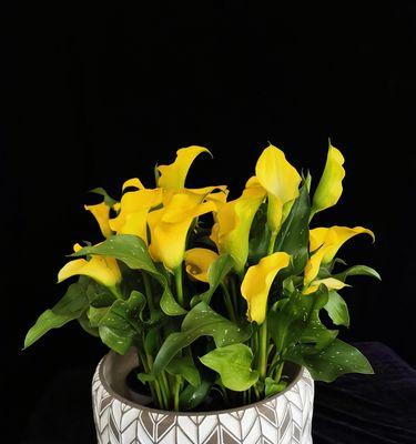 马蹄莲春天种植的条件是什么?如何正确种植马蹄莲? 马蹄莲春天种植的条件是什么?如何正确种植马蹄莲?