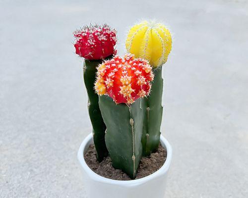 仙人掌开花的奇迹与寓意(探索仙人掌开花的奥秘) 仙人掌开花的奇迹与寓意(探索仙人掌开花的奥秘)