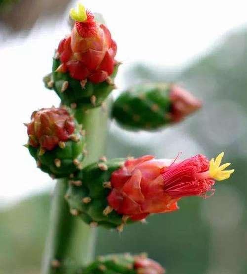仙人掌开花的奇迹与寓意(探索仙人掌开花的奥秘) 仙人掌开花的奇迹与寓意(探索仙人掌开花的奥秘)