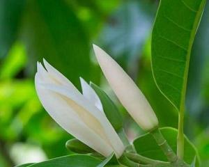 白玉兰花香对人体有害吗?如何安全欣赏白玉兰? 白玉兰花香对人体有害吗?如何安全欣赏白玉兰?