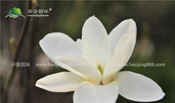 白玉兰花香对人体有害吗?如何安全欣赏白玉兰? 白玉兰花香对人体有害吗?如何安全欣赏白玉兰?